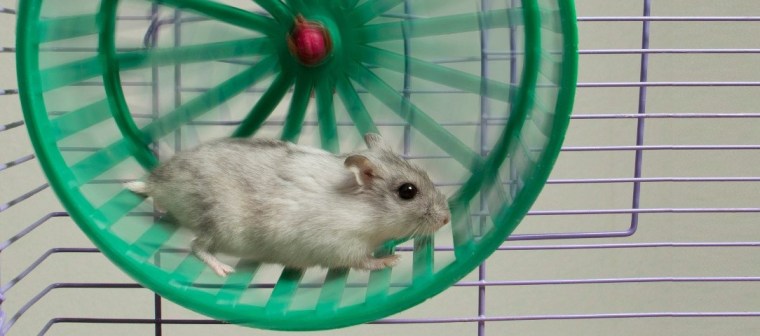 hamster y la rueda