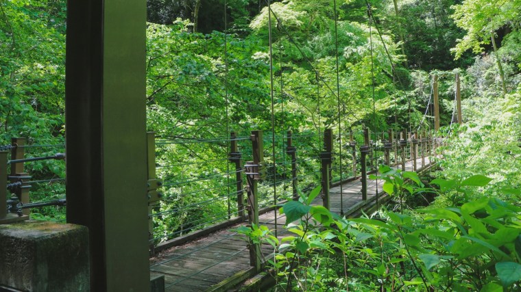 Puente entre árboles verdes, símbolo de acompañar procesos de cambio.