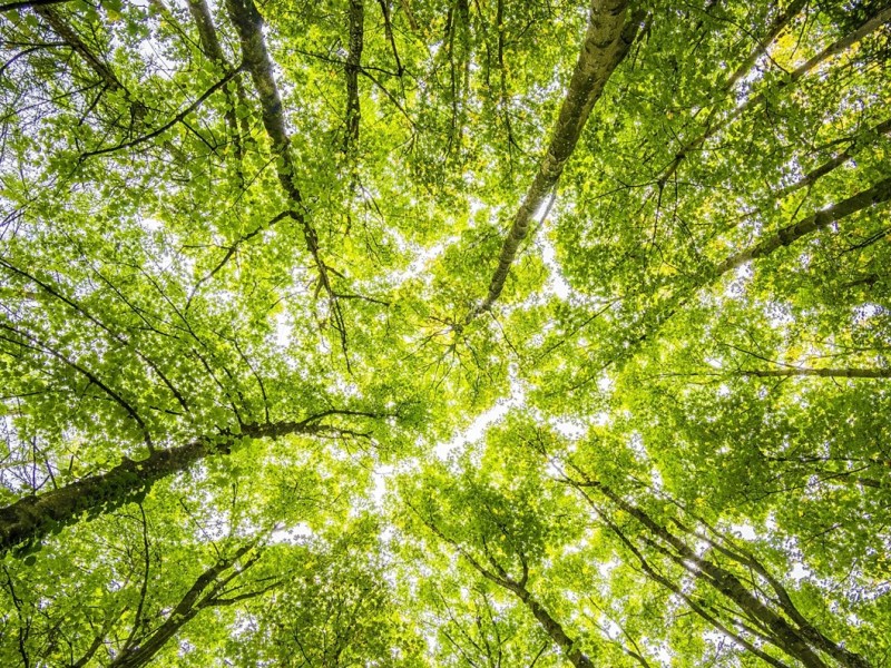 El oficio de&nbsp;escuchar